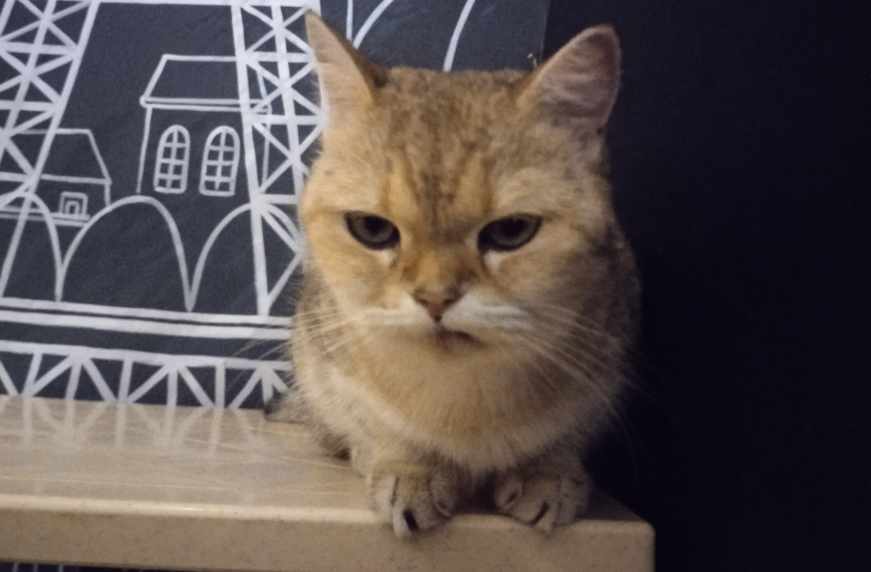 Cute cat