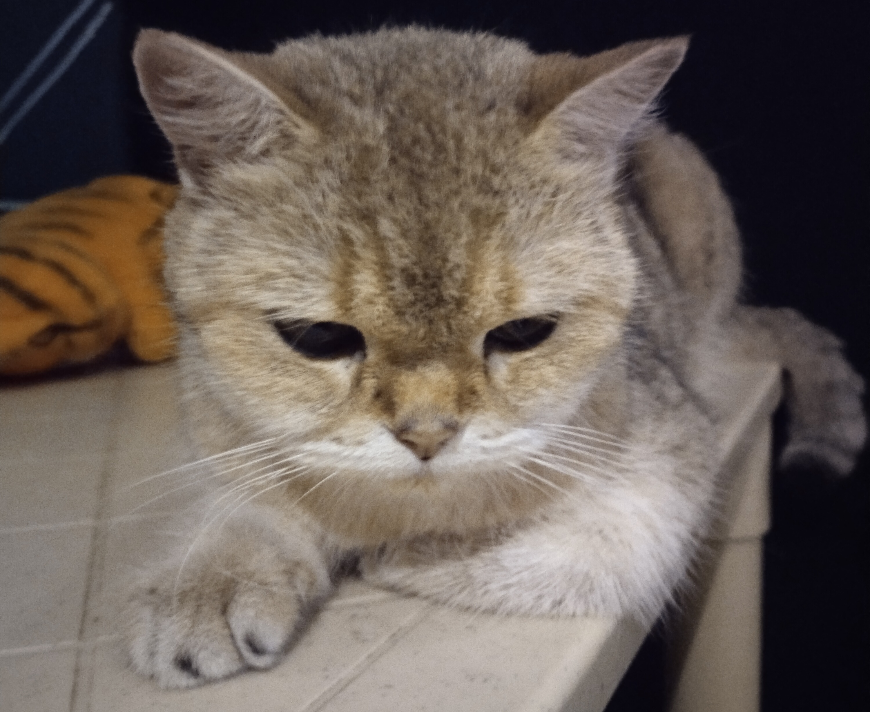 Sleeping cat