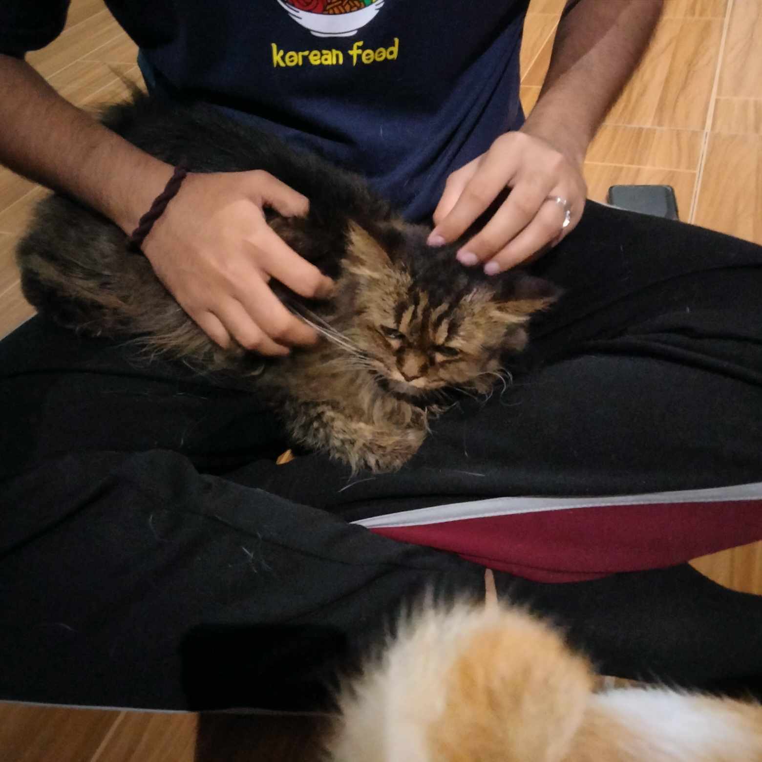 Cat playing